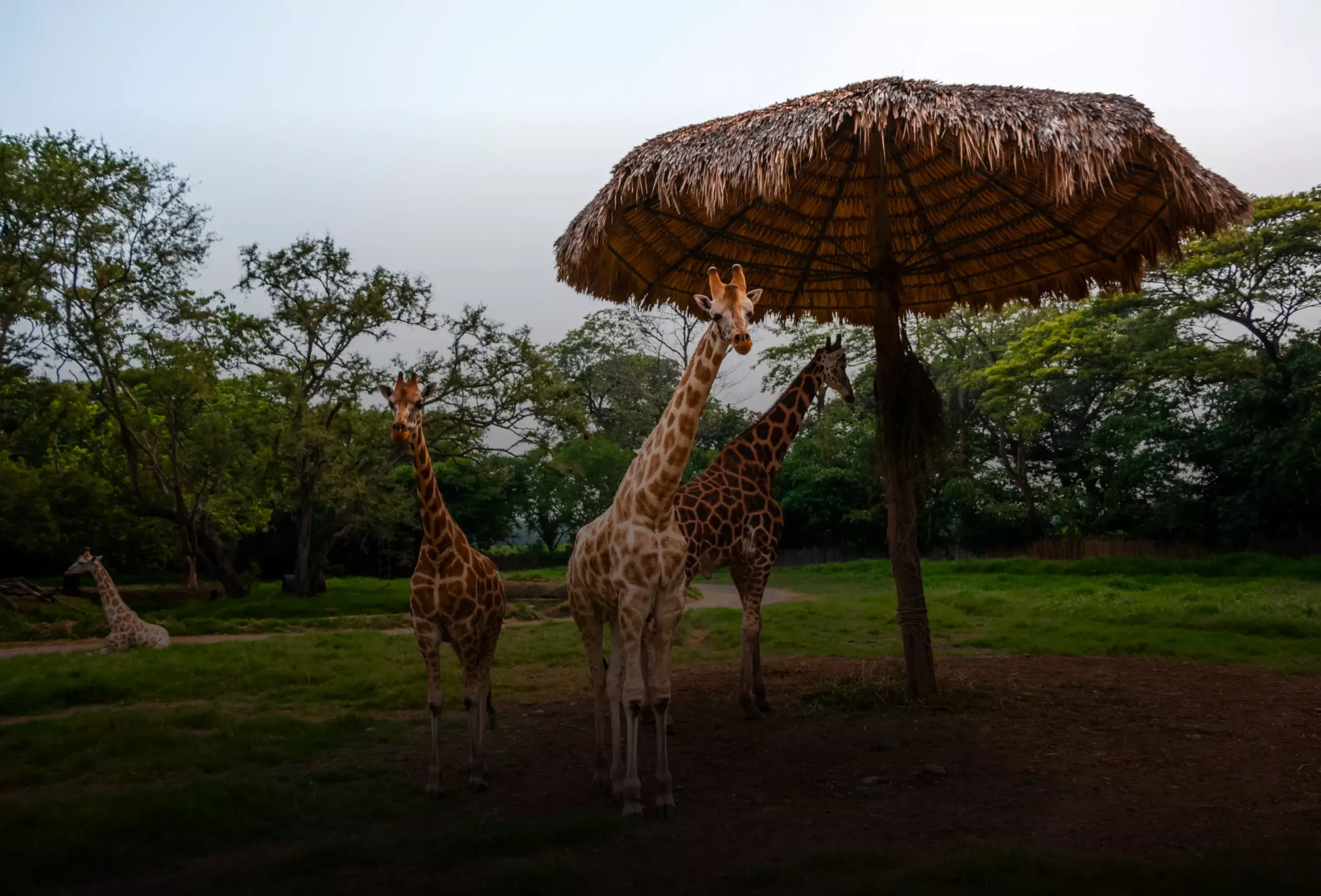 escuintla-carrusel-2