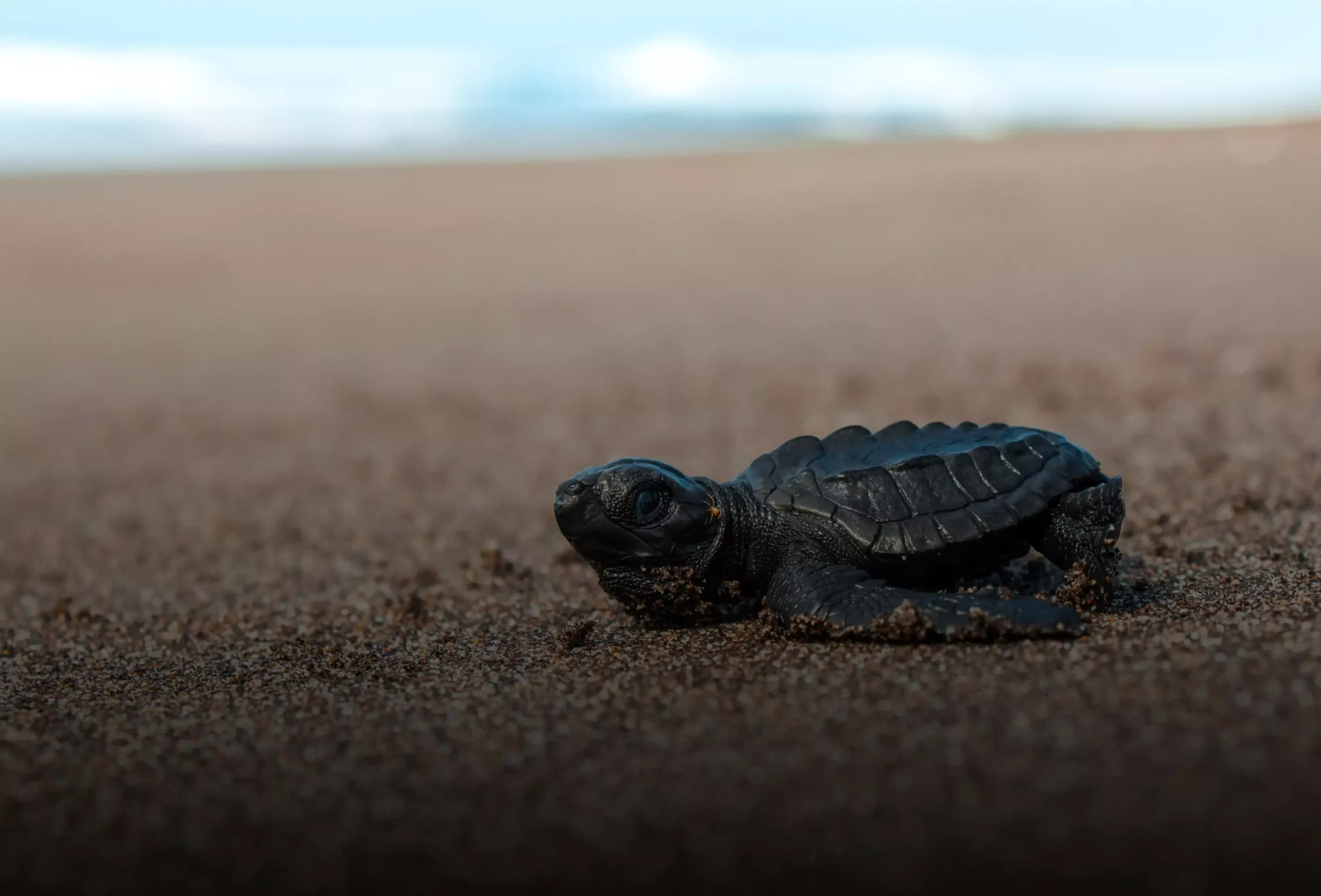 santa-rosa-carrusel-3